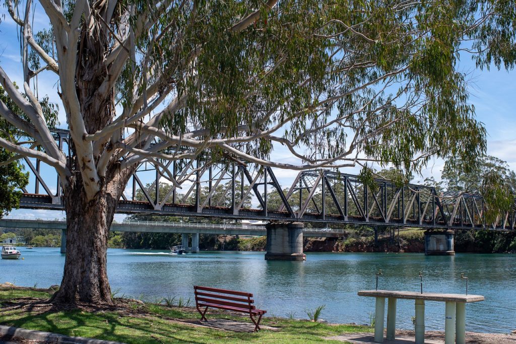 eucalyptus, tree, river-7186951.jpg